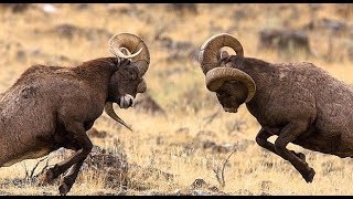 Battle Of The Big Horn  Rams Fight  Pottelu Pandalu [upl. by Rosalynd764]