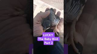 LUCKY The Baby Bird Part 2  Al Khobar Corniche  bird pets birdlovers petlovers saudiarabia [upl. by Ellevart]