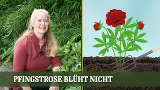 Warum blüht meine Pfingstrose nicht Mögliche Ursachen und Tipps für mehr Blüten [upl. by Phipps]