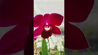 riseandshine orchid nursery largescale cultivation businessideas beautifulflowersintheworld [upl. by Mclain]