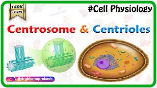 Centrosome and centrioles  USMLE Cell physiology Animations [upl. by Trik]