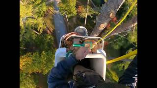 Full tree removal from power lines [upl. by Eleinad]