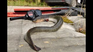 Eel spearfishing I ungurių medžioklė I dalis [upl. by Htaek]