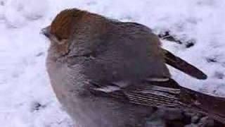 Durbec des pins  pine grosbeak [upl. by Anayik]