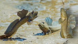 The Fish That Walk on Land  Mudskippers [upl. by Elockcin]