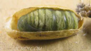 Hidden Nature Silkmoth Metamorphosis Pupation HD Timelapse V05248 [upl. by Zetta]