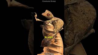 Meet the Satanic LeafTailed Gecko Natures ultimate master of disguise [upl. by Ardnod]