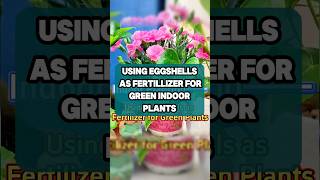 Using Eggshells as Fertillizer For Green Indoorindoorplants gardening shortsvideo shorts [upl. by Alfie]