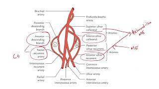 ANASTOMOSIS AROUND THE ELBOW  cubital anastomosis  collateral branches  recurrent branches [upl. by Oguh]