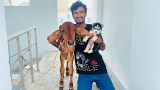 Vampire ki Baby Cow Sultan ke Liye new Pet Baby Husky Le Ai 😃 [upl. by Nona669]