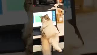 Touch my la la la Ding dong cat catvideos kitty [upl. by Eluk503]