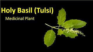 Holy Basil  Tulsi  Ocimum sanctum Medicinal Plant  Bsc Msc  CSIR NET Agriculture JRF PGT [upl. by Rhee]