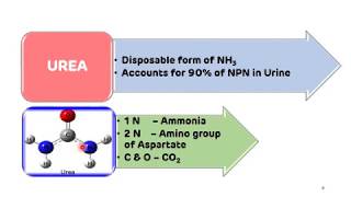 Urea Cycle Formation of Urea  NEET PG  Biochemistry  Dr Amit Maheshwari [upl. by Aittam]