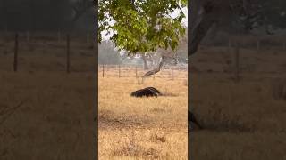 Giant Anteater eating termites at five am [upl. by Bernie]