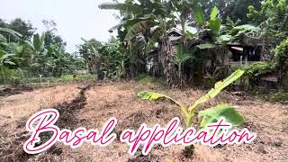 PAG APPLY NG HERBICIDE  GRASS ZERO herbicide grasszero talong farmer bohol up [upl. by Solram]