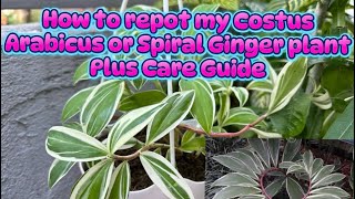 How to repot my Costus Arabicus plus care guide and propagation [upl. by Eittah606]