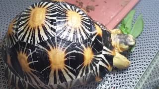 SemiHigh Yellow Radiated Tortoise [upl. by Vieva942]