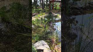 This wetland plants in this 7m x 5m wetland are growing in beautifully 🌱💧 [upl. by Solis]