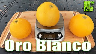 Oro Blanco grapefruit TASTING and REVIEW  Cross between a whitefleshed grapefruit and a pomelo [upl. by Huttan]