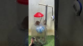 Best home mouse trapmouse trap tips from plastic ball rattrap rat mousetraptp mousetrap shorts [upl. by Lavine]