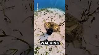 Crab Steals A Camera 🦀 funny [upl. by Ivett]