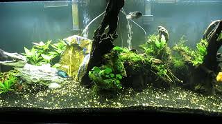 120Gallon Aquascape Update 71924 [upl. by Bose]