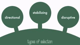 Types of Natural Selection [upl. by Baerman]