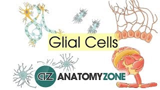 Glial Cells  Neuroanatomy Basics  Anatomy Tutorial [upl. by Paugh]