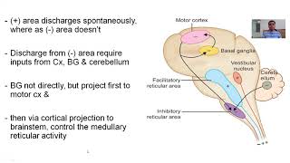 PHYSIOLOGY OF POSTURE REGULATION IN DECEREBRATE PREPARATION [upl. by Gotthelf]