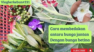 Petik aneka sayuran di kebun halaman rumah sendiri itu menyenangkan [upl. by Issak]