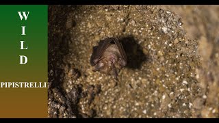 Pipistrelli nellalto Lazio [upl. by Annaohj]