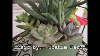 Succulent Arrangement in a Card Catalog Drawer [upl. by Uda]