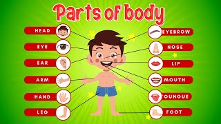 Learn body parts with Question Answers  educational videosunshinekidfun [upl. by Arik890]