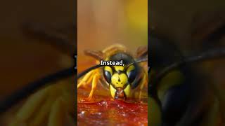 Bees vs Wasps Spot the Difference roblox [upl. by Noiramed45]