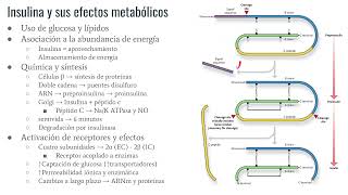 Fisiología Páncreas endocrino parte 1  Insulina y glucagón [upl. by Hobbie]