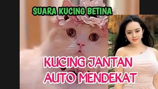 SUARA KUCING BETINA BIRAHI MEMANGGIL KUCING JANTAN [upl. by Nnyliram]