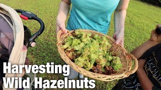 Harvesting Wild Hazelnuts Ep 32 [upl. by Dnalevets]