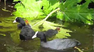 Fulica atra  Eurasian Coot  Meerkoet [upl. by Rosene]