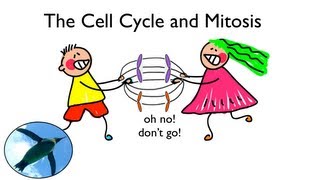 Cell Cycle and Mitosis [upl. by Esiuqram]