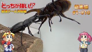 【どっちが強い】昆虫バトル カブトムシ vs クワガタムシ総集編 [upl. by Karna]