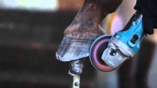 Trimming Barefoot Horse with Angle Grinder [upl. by Daley]