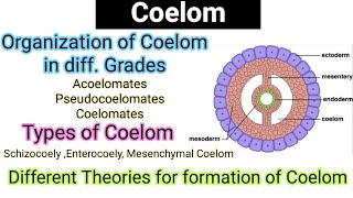 CoelomOrganization of coelom in diff gradesTypes of CoelomEvolutionTheoriesformation of coelom [upl. by Podvin]