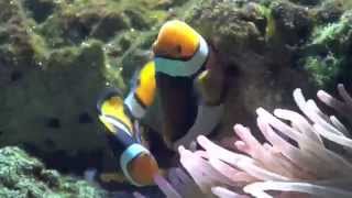 Black Percula Clownfish  First Spawn [upl. by Eresed]