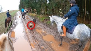 1 Mal Ausreiten mit Rubielle ✮ Schaf Sheepy dabei ♥ Über die Autobahnbrücke [upl. by Ajuna]