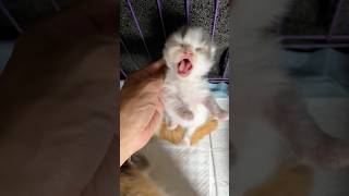 Anggry kitten cute funny moments 😍 cat kitten kucinglucu cute cat [upl. by Llenad397]