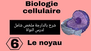 شرح بالدارجة لملخص درس النواةle noyauمن مادة Biologie cellulaire L1 Snv s1 سنة اولى تخصص بيولوجي [upl. by Purdum]