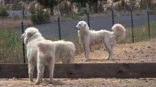 Maremma dogs guard goats near Terrebonne [upl. by Prosser833]