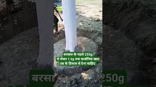 How much fertilizer should be given to a teak and mahogany plant agriculture farming shortvideo [upl. by Yltnerb887]