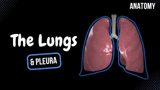 Lungs Function Parts Pleura amp Recesses  Anatomy [upl. by Nomzaj]