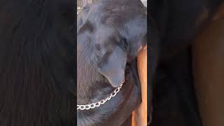 35 months cane corso mix Dogo argentino Live With Rottweiler [upl. by Kaitlin950]